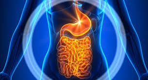 لوبیا سفید برای کمک به بهبود هضم