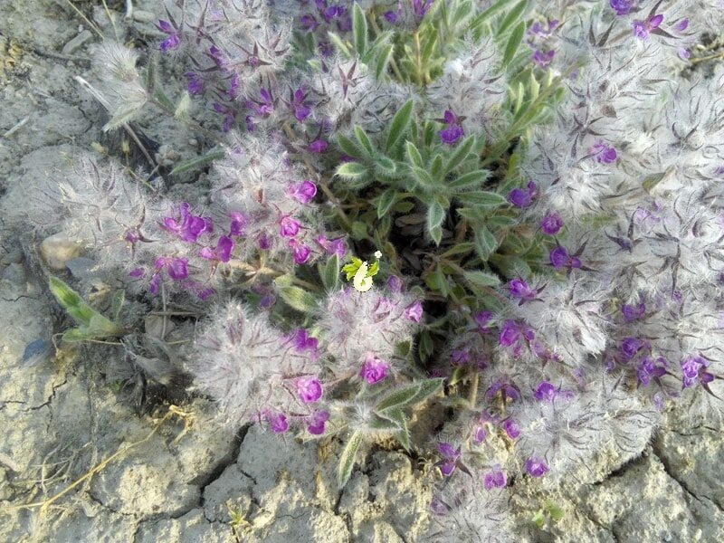 ترکیبات چای کوهی