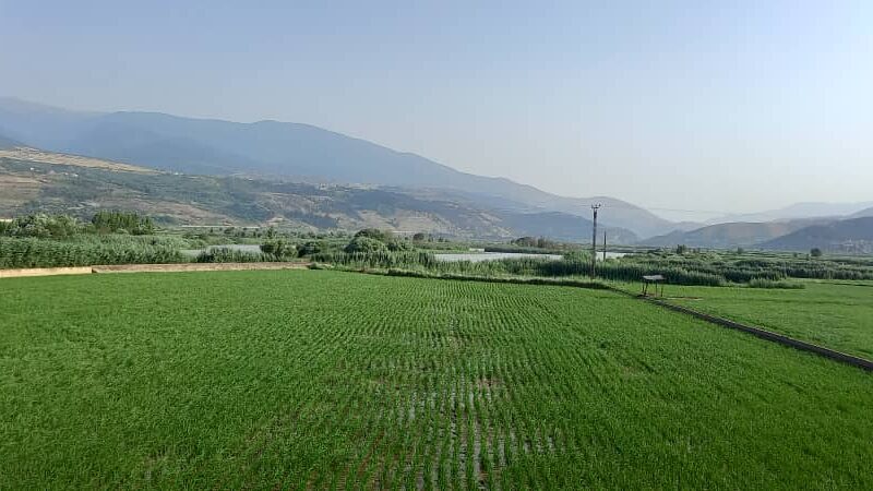 همه چیز در مورد چمپا