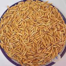 شلتوک برنج