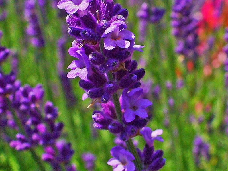 معجزه اسطوخودوس