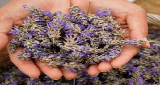 عرق اسطوخودوس