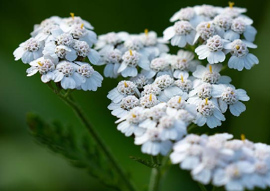 دمنوش بومادران