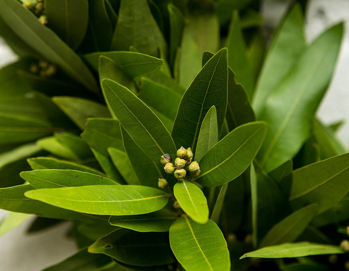 عرق برگ زیتون