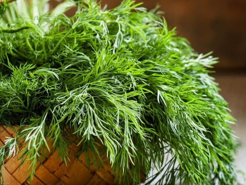 ارزش غذایی عرق شوید