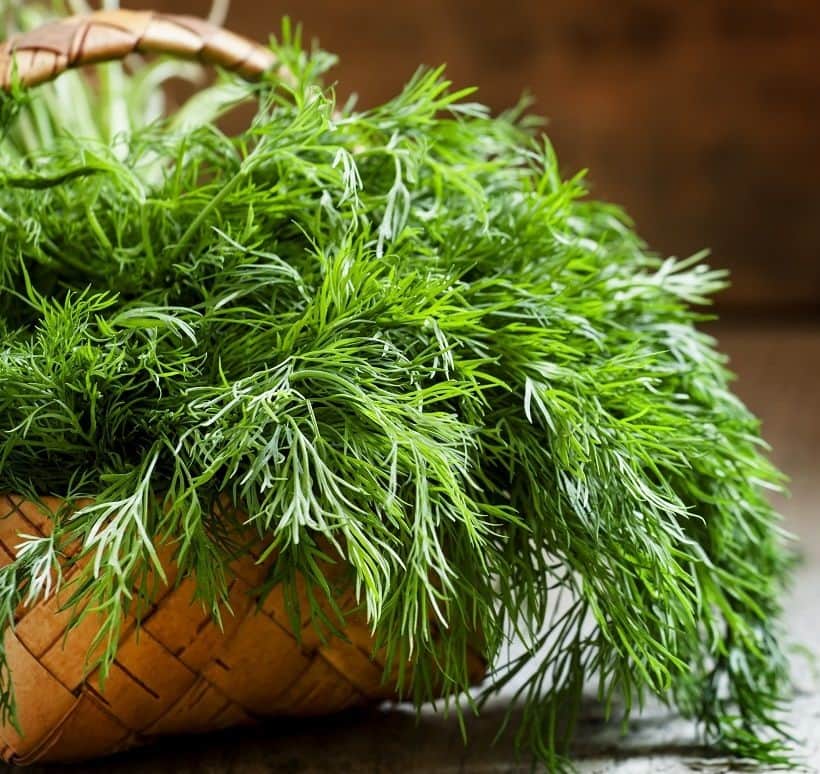 خواص درمانی عرق شوید