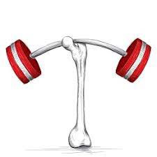 حفظ سلامت استخوان با خواص آویشن