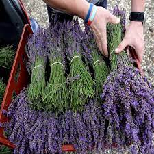 فروش اسطوخودوس تمیز اعلا و ناب