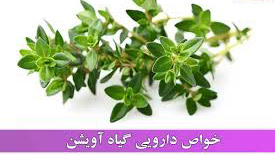 خواص ضد باکتریایی آویشن