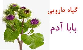 خواص بابا آدم برای لاغری