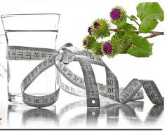 خواص بابا آدم، کمک به کاهش وزن