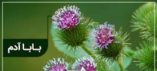 خواص بابا آدم، حفظ سلامت قلب و عروق