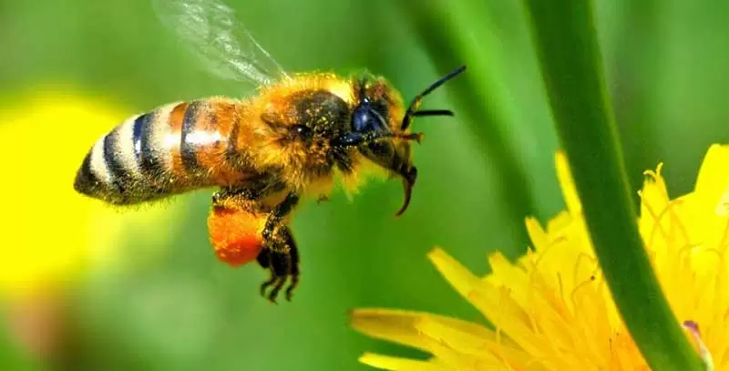 ساکاروز عسل چیست؟