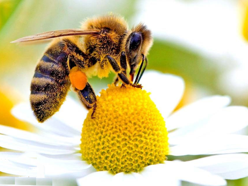  عسل طبیعی چهل گیاه