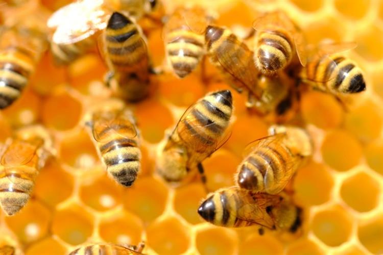  ژل زنبور عسل چیست؟