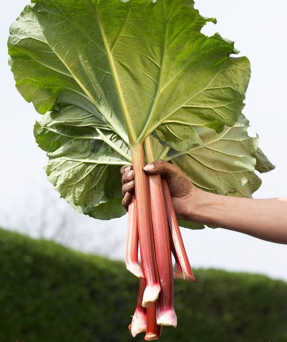 خواص ریواس برای مو