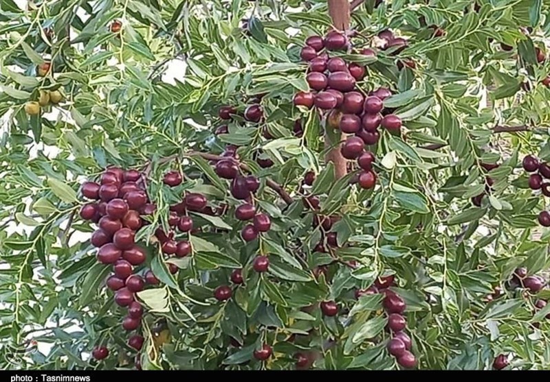 عناب برای کبد و کلیه