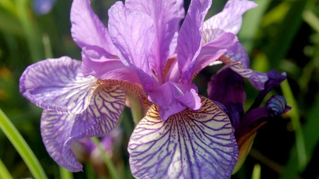 زنبق برای غلظت خون