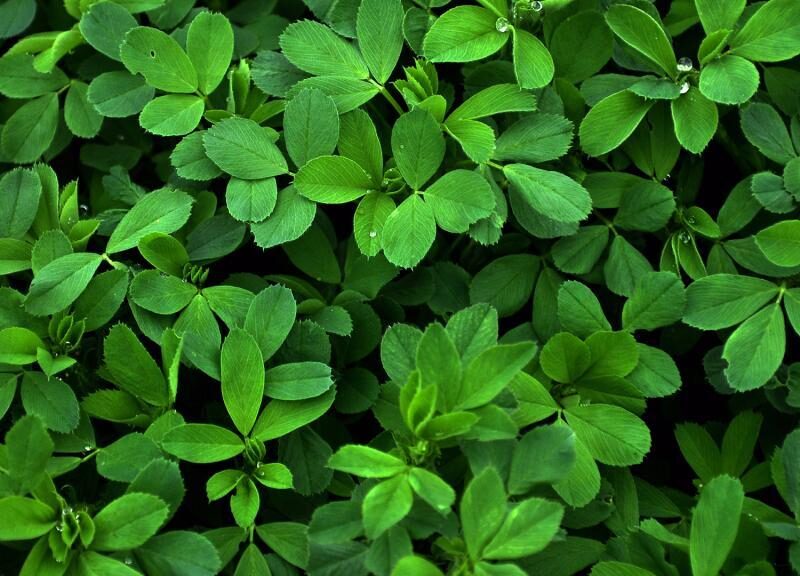 ترکیبات عرق یونجه