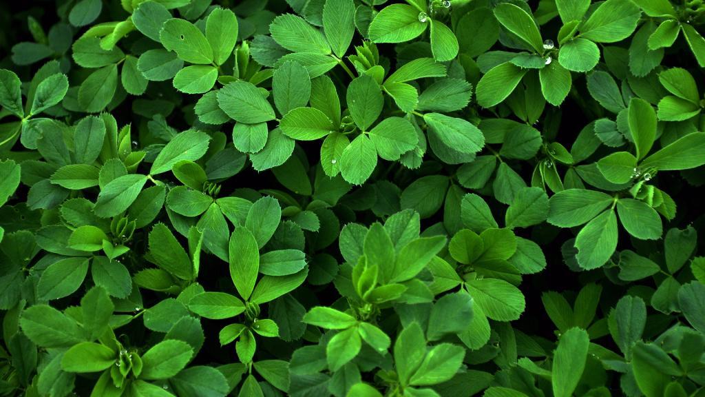 ترکیبات عرق یونجه