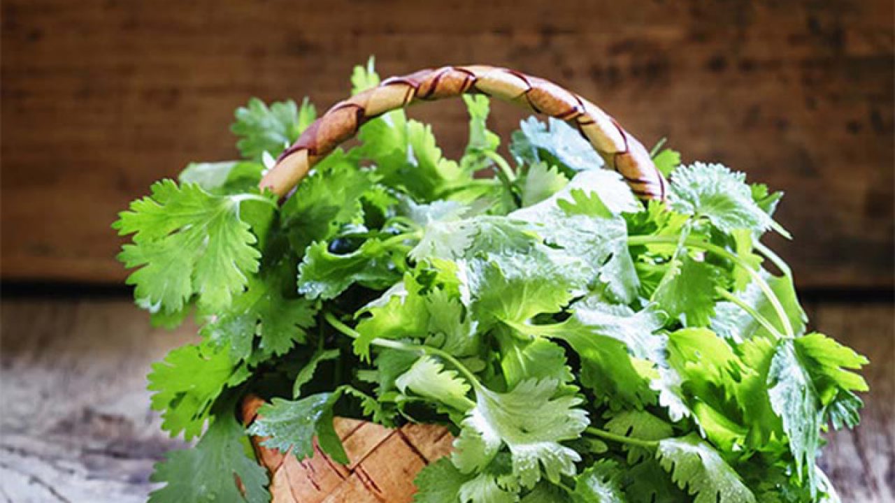 عرق گشنیز برای بارداری