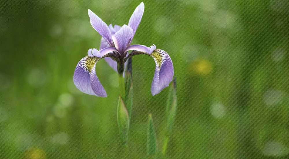 زنبق برای یرقان