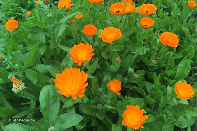  اسانس گل همیشه بهار 