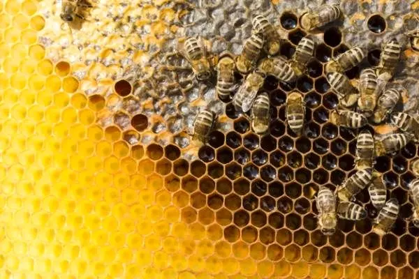 طبیعت عسل