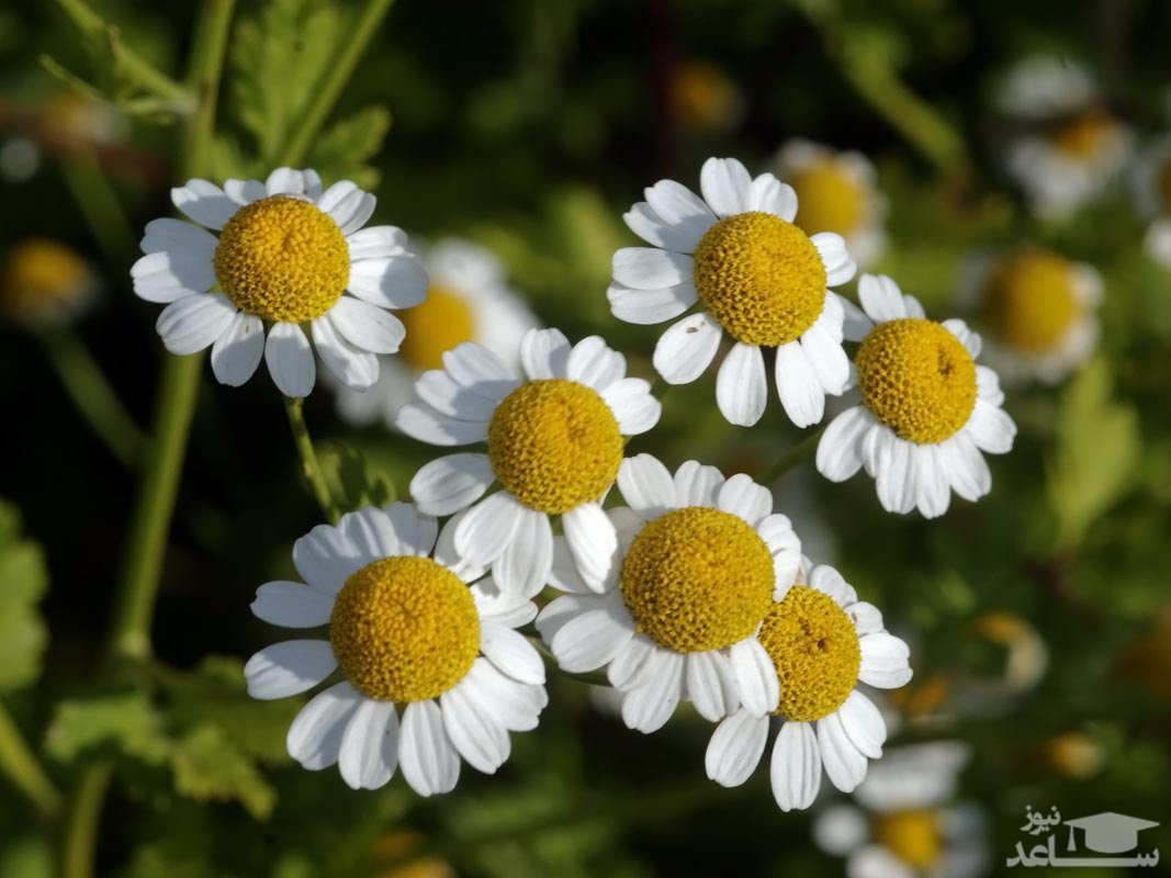 ایمنی بدن باعرق مخلصه