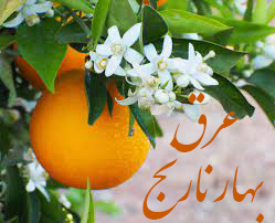 خواص عرق بهارنارنج در طب سنتی