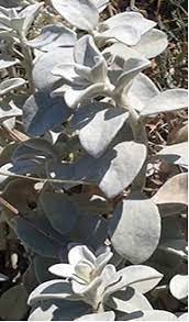 خواص عرق پولک