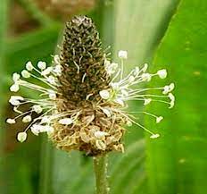 بارهنگ برای سرفه و برونشیت