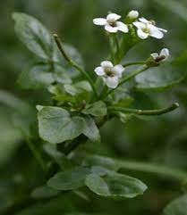 خواص دارویی بولاغ اوتی