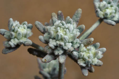 عرق گلپوره و سلامت قلب