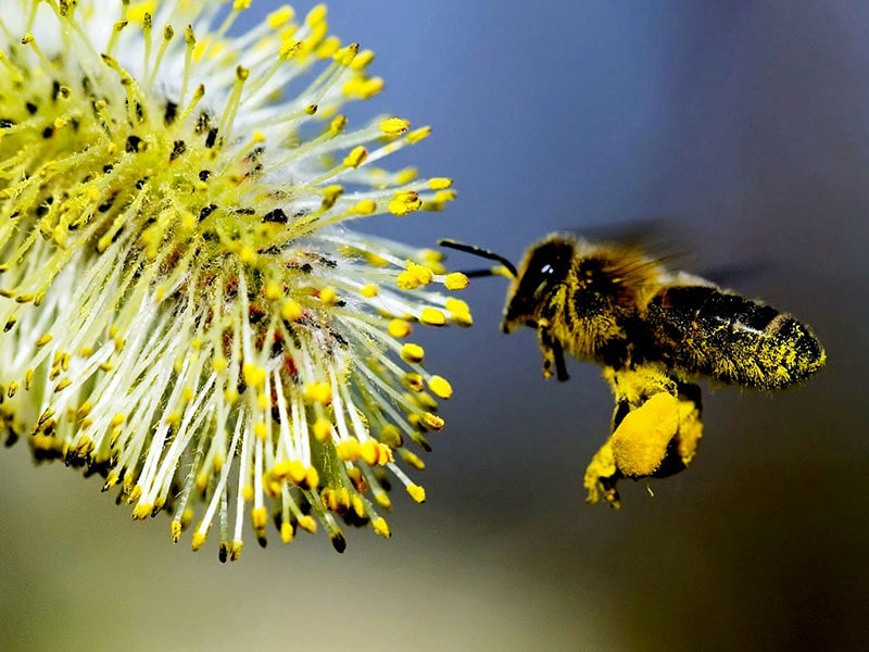 خواص عسل گشنیز