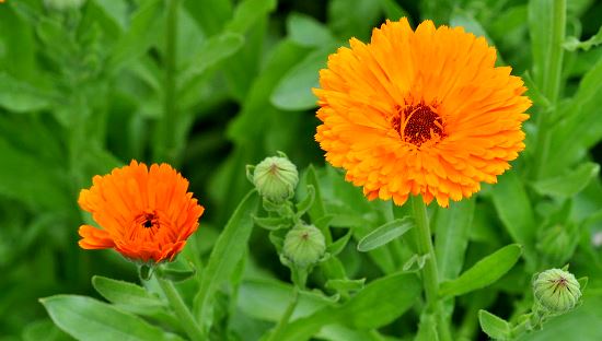 گل همیشه بهار و کبد