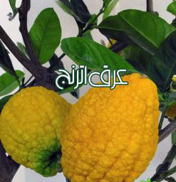 خرید عرق اترنج اصل با کیفیت