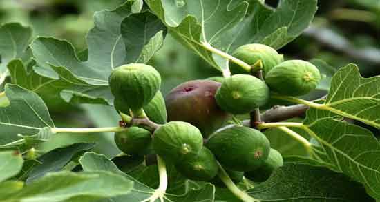 عرق برگ انجیر و کاهش دفع کلسیم