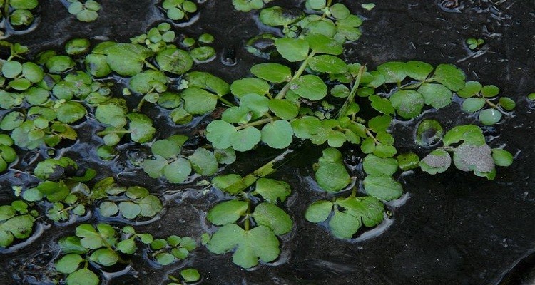 عرق بولاغ اوتی برای تیروئید