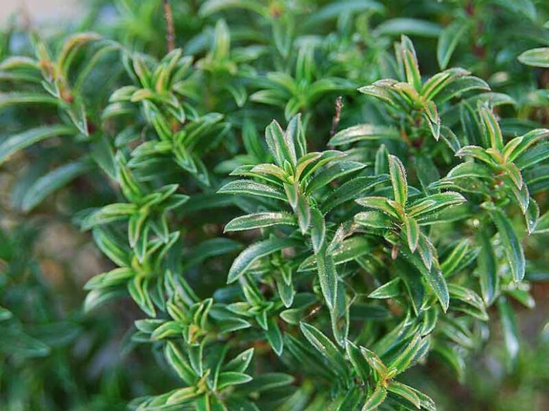 خواص عرق مرزه برای قلب 