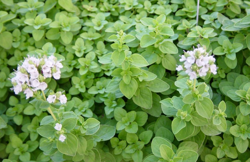 خواص ضد التهابی عرق مرزنجوش