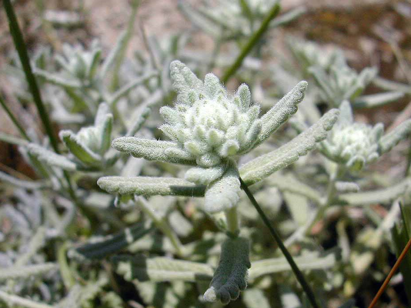 طبیعت عرق گلپوره