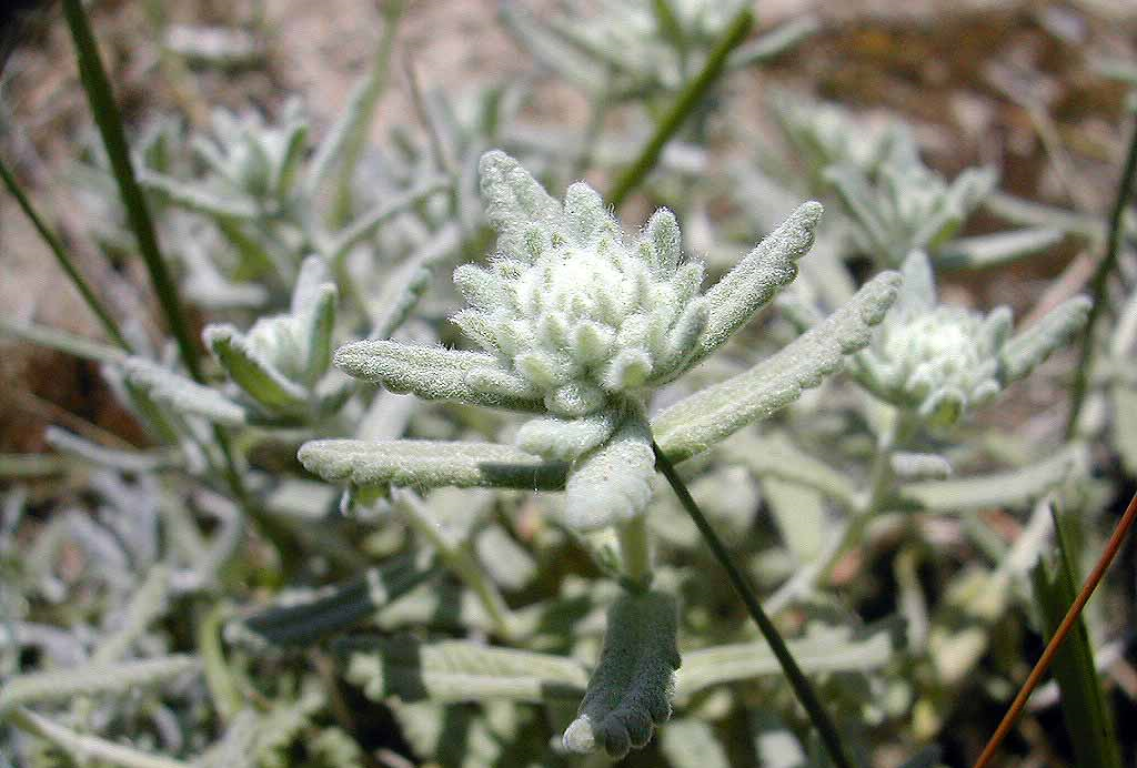  عرق گلپوره برای التهاب