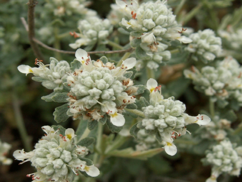 خواص عرق گلپوره