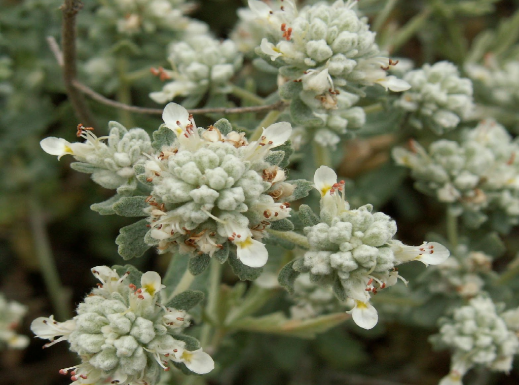 خواص عرق گلپوره