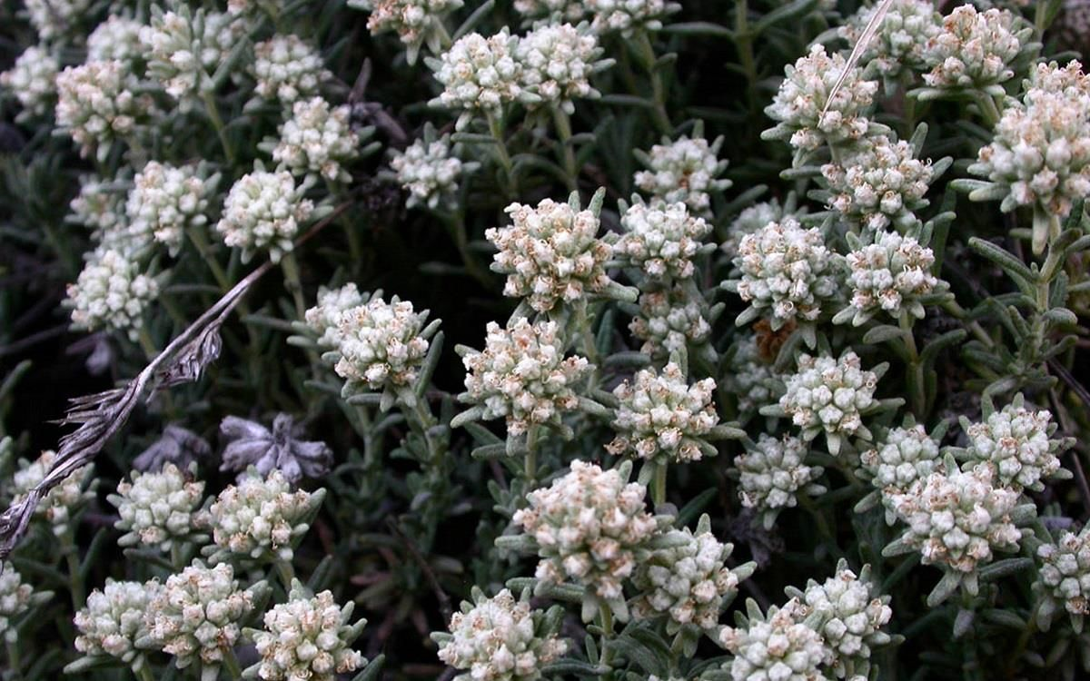 دمنوش گلپوره