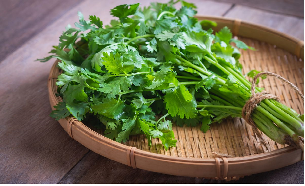 عوارض و مضرات عرق گشنیز