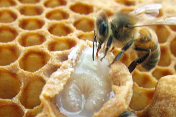 خواص عسل طبیعی کتیرا