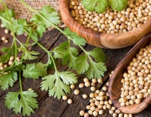 عوارض افراط درمصرف تخم گشنیز