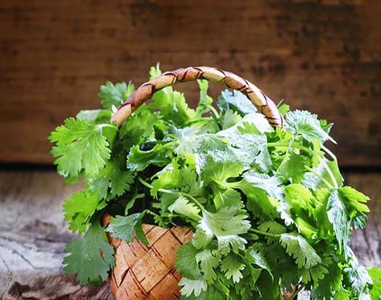 طبیعت عرق گشنیز